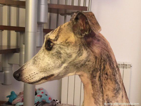 El Diario de Gala