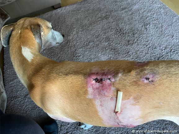 Espalda con heridas