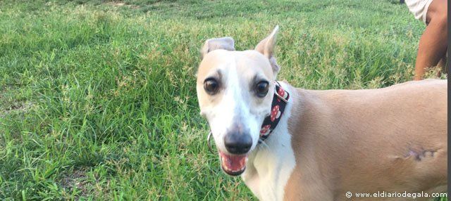 Kena, una Whippet familia de Gala
